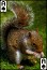 download animals