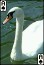 download Birds