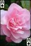 download Flowers