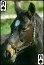 download Horses