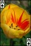 download Tulips